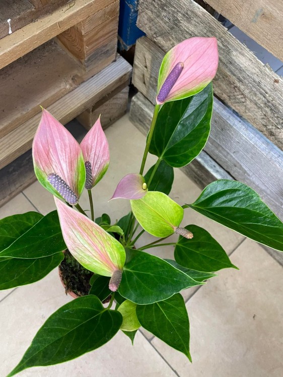 Anthurium 'Nano Pink' (2).jpg