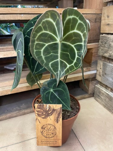 Anthurium clarinervium (1).jpg