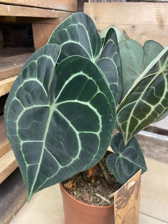 Anthurium clarinervium (2).jpg