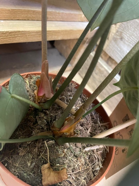 Anthurium clarinervium (4).jpg