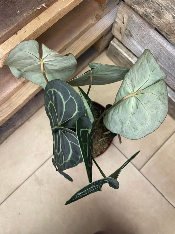 Anthurium clarinervium (6).jpg