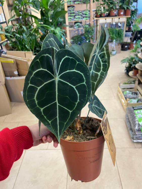 Anthurium clarinervium (7).jpg