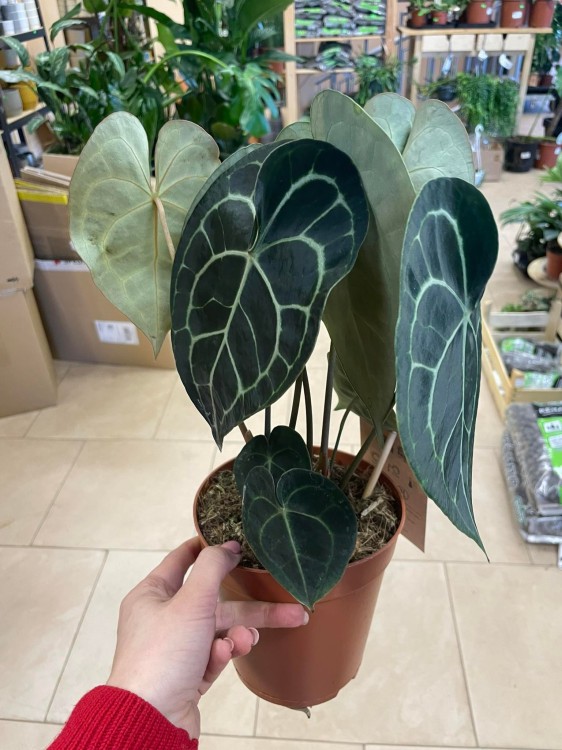 Anthurium clarinervium (8).jpg