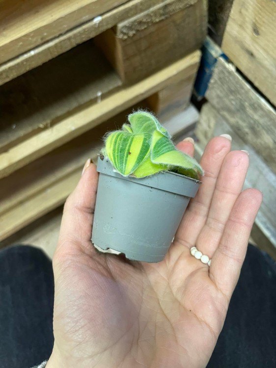 tradescantia silla variegata (1).jpg