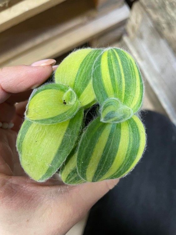 tradescantia silla variegata (3).jpg