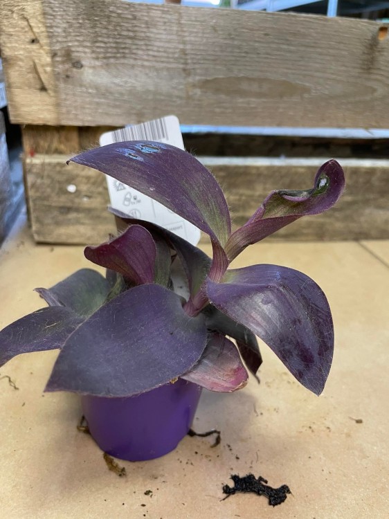 Tradescantia pallida 'Purple Heart' (11).jpg