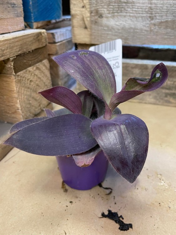 Tradescantia pallida 'Purple Heart' (12).jpg