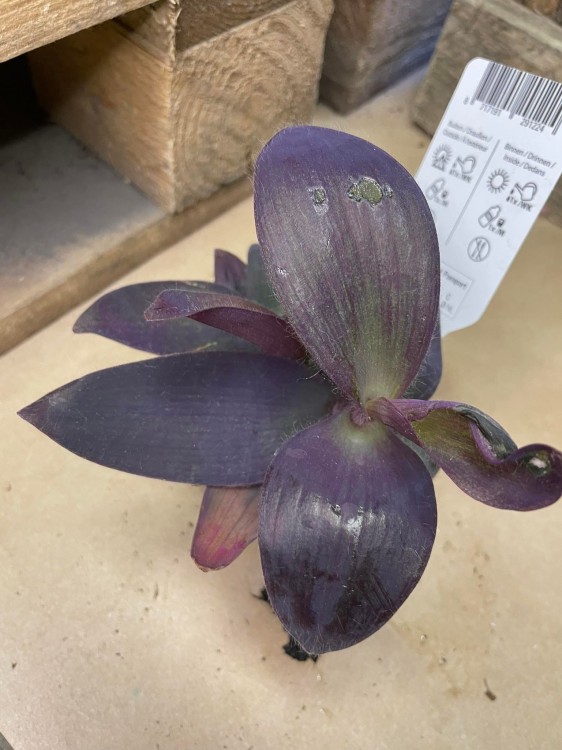 Tradescantia pallida 'Purple Heart' (13).jpg