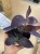 Tradescantia pallida 'Purple Heart' (8).jpg