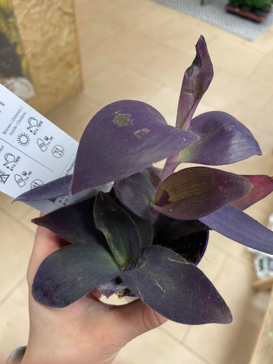 Tradescantia pallida 'Purple Heart' (8).jpg