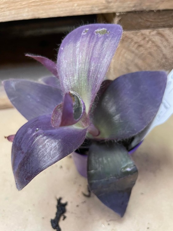 Tradescantia pallida 'Purple Heart' (10).jpg