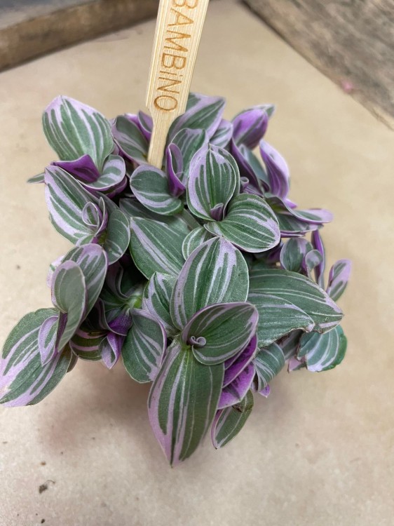 Tradescantia cerinth. 'Sweetness' (4).jpg