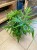 Doryopteris pedata paproć (1).jpg