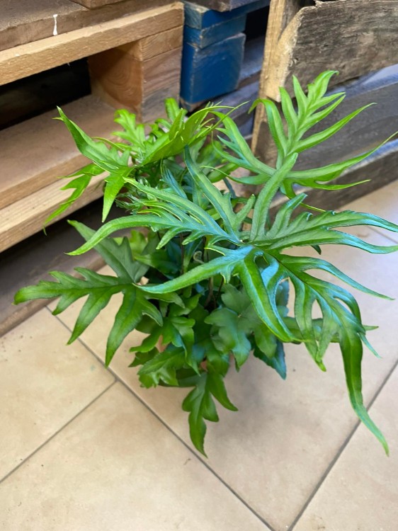 Doryopteris pedata paproć (1).jpg