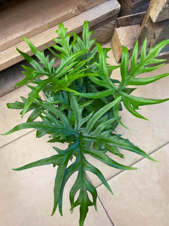 Doryopteris pedata paproć (2).jpg