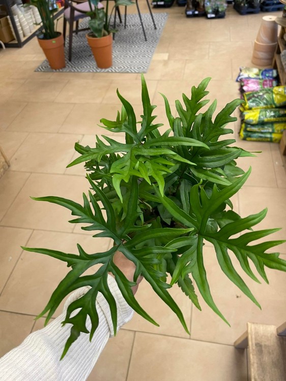 Doryopteris pedata paproć (6).jpg