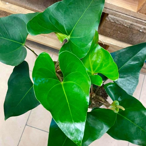 anthurium arrow.jpg