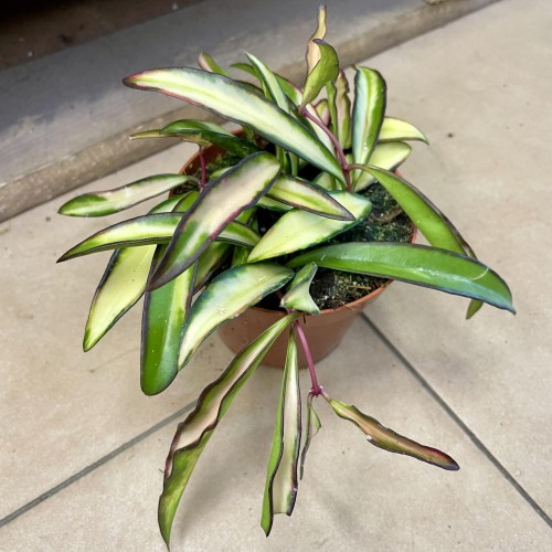 hoya wayetii variegata hoja   (3).jpg