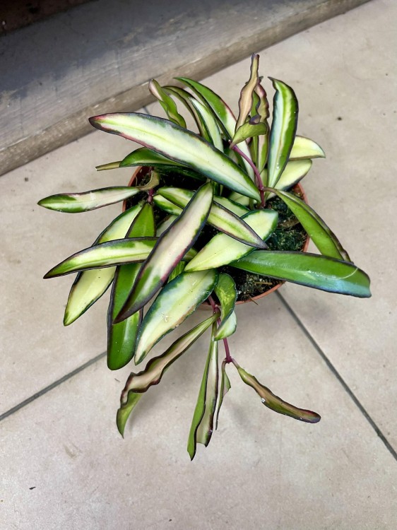 hoya wayetii variegata hoja   (4).jpg
