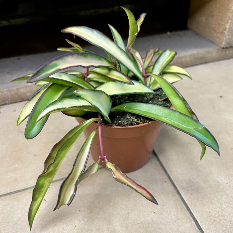 hoya wayetii variegata hoja   (5).jpg