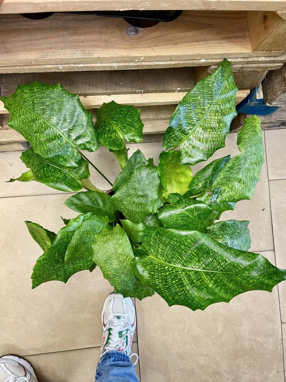 kalatea Calathea musaica network   (2).jpg
