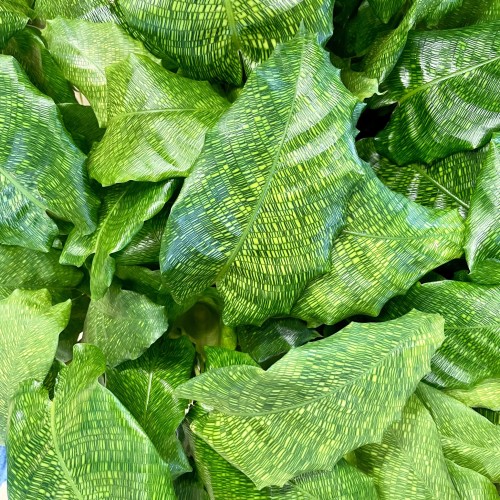 kalatea Calathea musaica network   (3).jpg