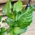 kalatea Calathea musaica network   (5).jpg