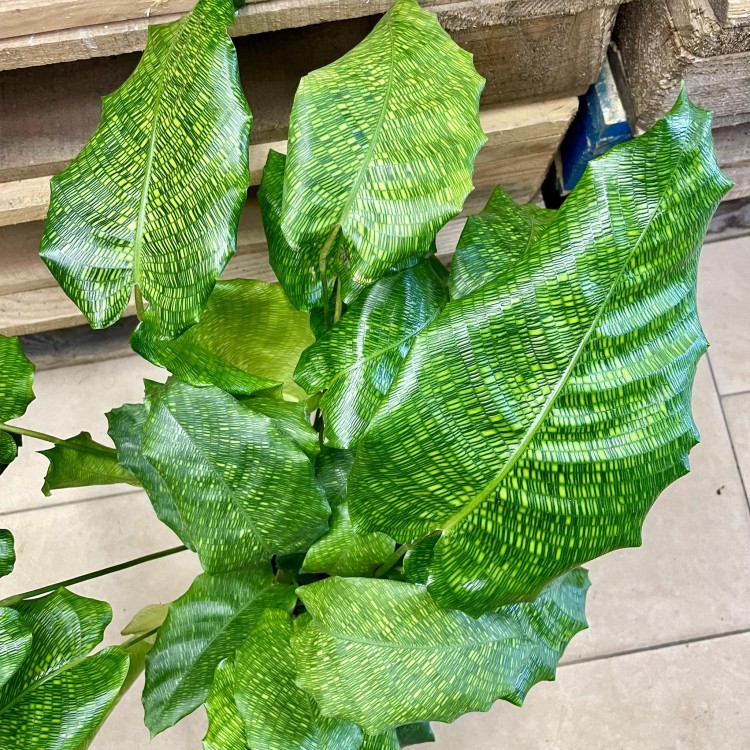 kalatea Calathea musaica network   (5).jpg