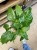 kalatea Calathea musaica network   (6).jpg