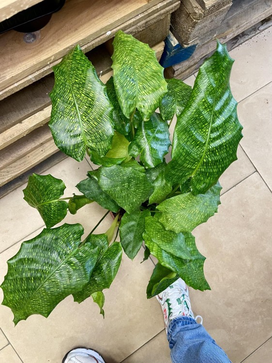 kalatea Calathea musaica network   (6).jpg