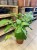 kalatea Calathea musaica network   (7).jpg