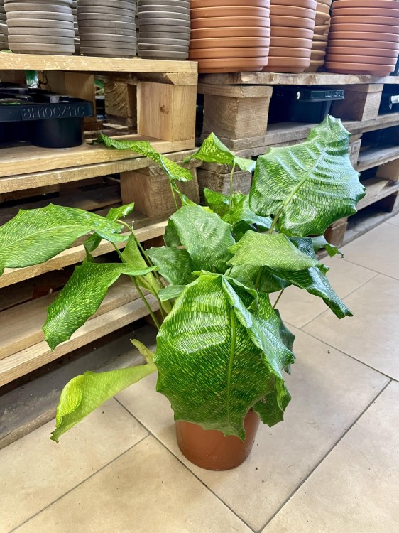 kalatea Calathea musaica network   (7).jpg