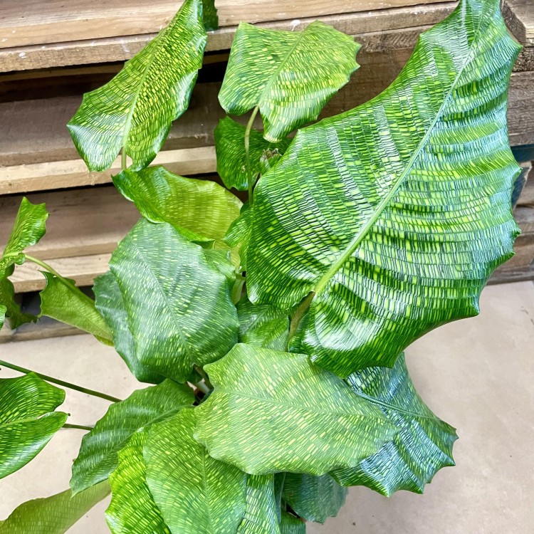 kalatea Calathea musaica network   (8).jpg