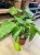kalatea Calathea musaica network   (9).jpg