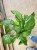 kalatea Calathea musaica network   (10).jpg