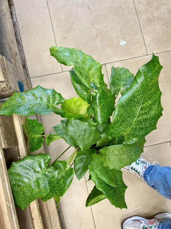 kalatea Calathea musaica network   (10).jpg