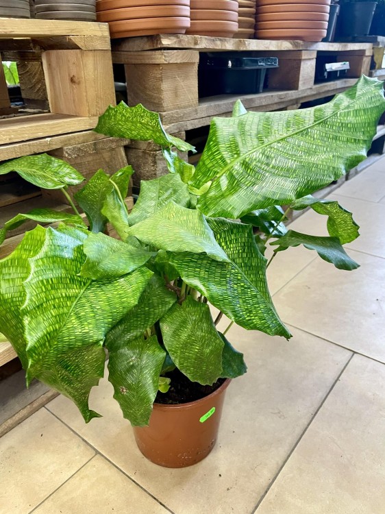 kalatea Calathea musaica network   (11).jpg