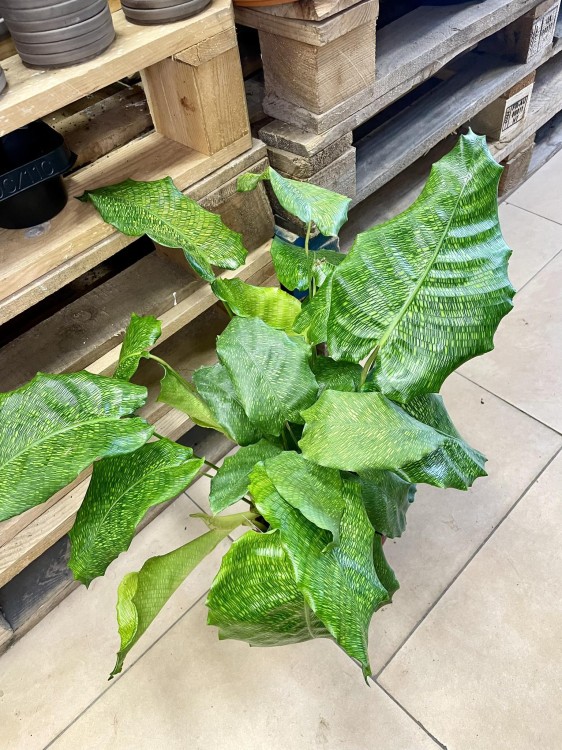 kalatea Calathea musaica network   (1).jpg