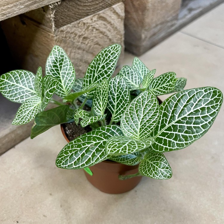 Fittonia verschaf. 'Bianco Verde' ( (1).jpg