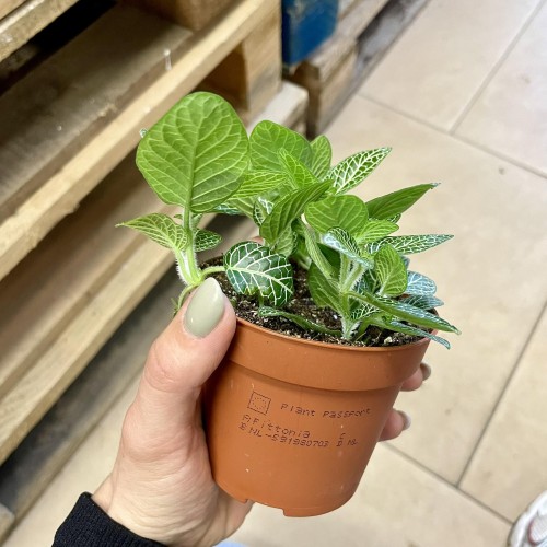 fitonia Fittonia 'Lemon Bubble’  (1).jpg