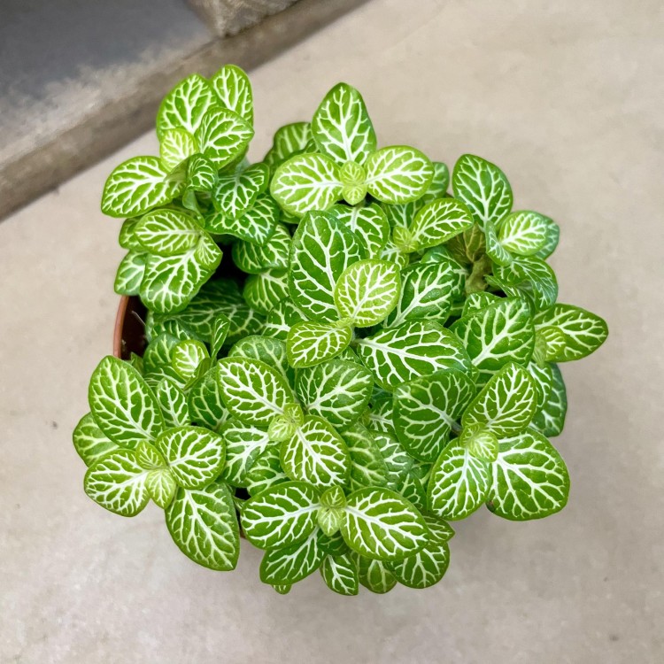 fitonia Fittonia 'Lemon Bubble’  (2).jpg