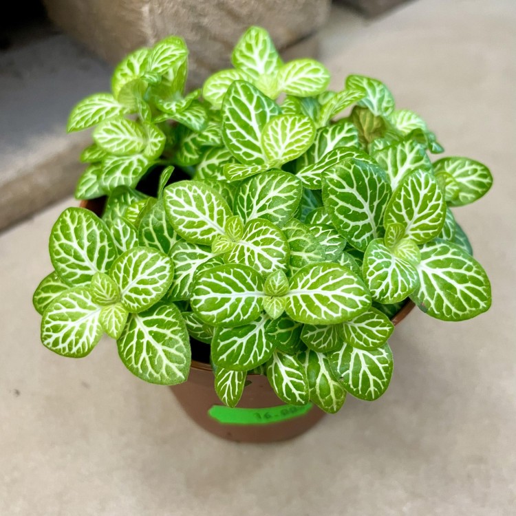 fitonia Fittonia 'Lemon Bubble’  (3).jpg