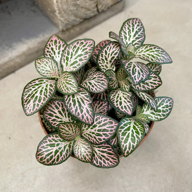 fittonia Anna (1).jpg