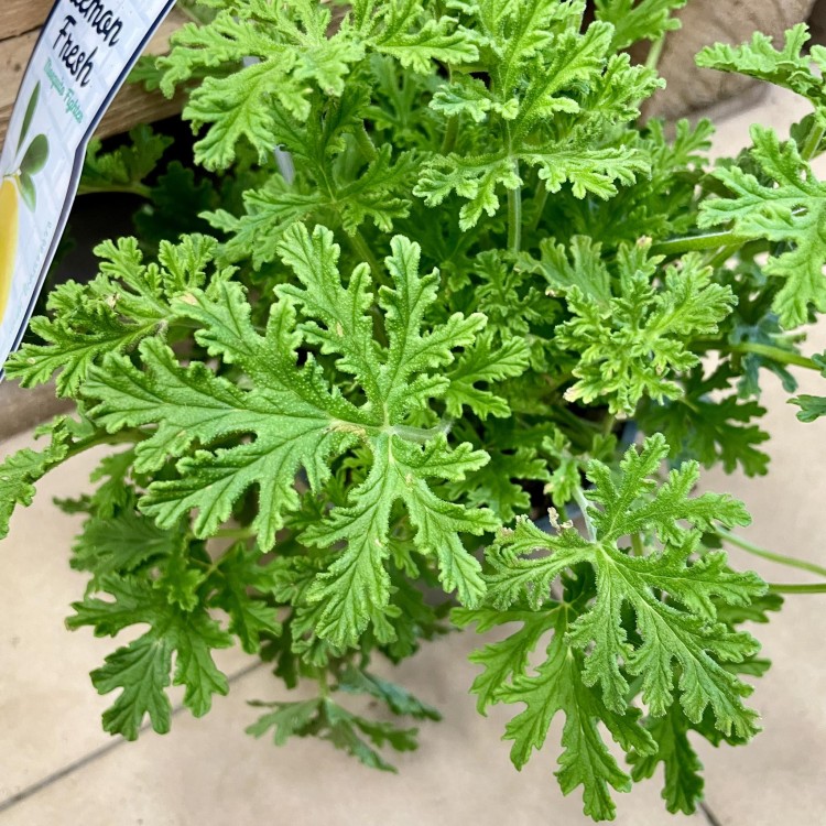 geranium (4).jpg