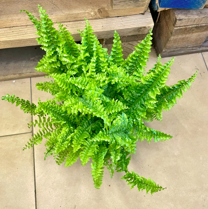 paproć Nephrolepis exaltata vitale  (1).png