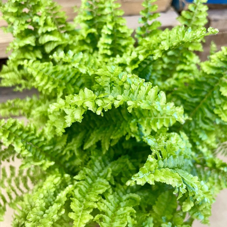 paproć Nephrolepis exaltata vitale  (1).jpg