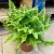 paproć Nephrolepis exaltata vitale  (2).jpg