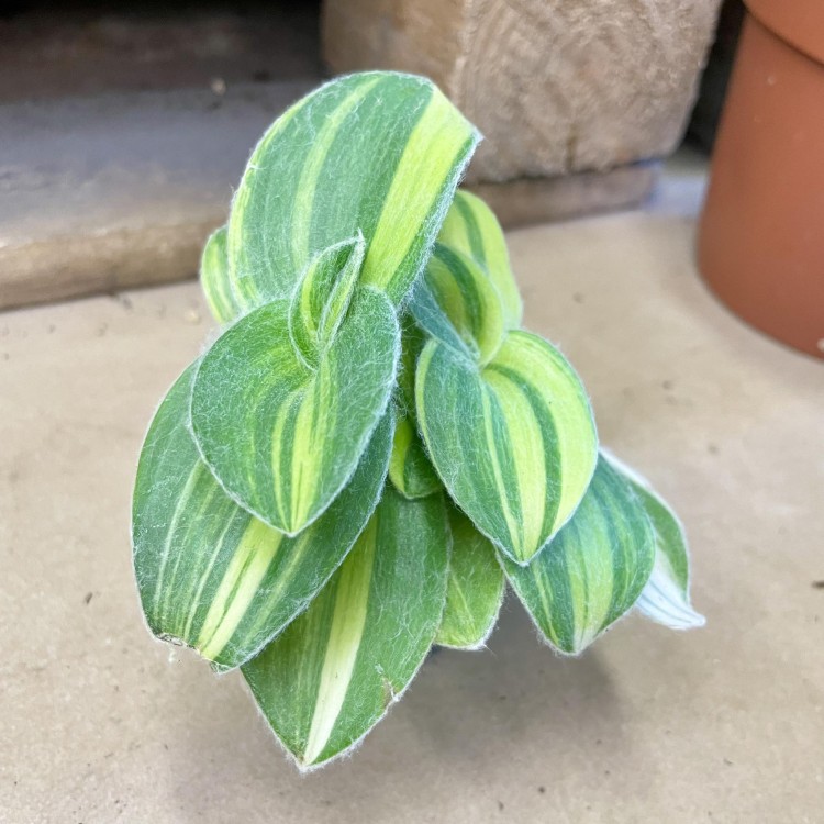 trzykrotka włochata (1).jpg