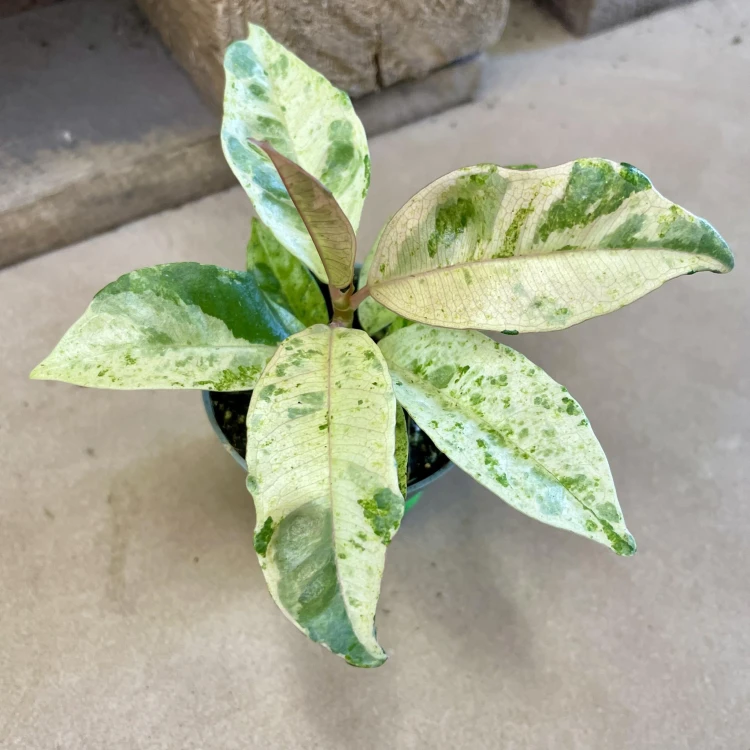 Ficus elastica 'Moonshine' Shivereana  (1).jpg