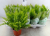 Nephrolepis Green Moment - paproć  (1).png